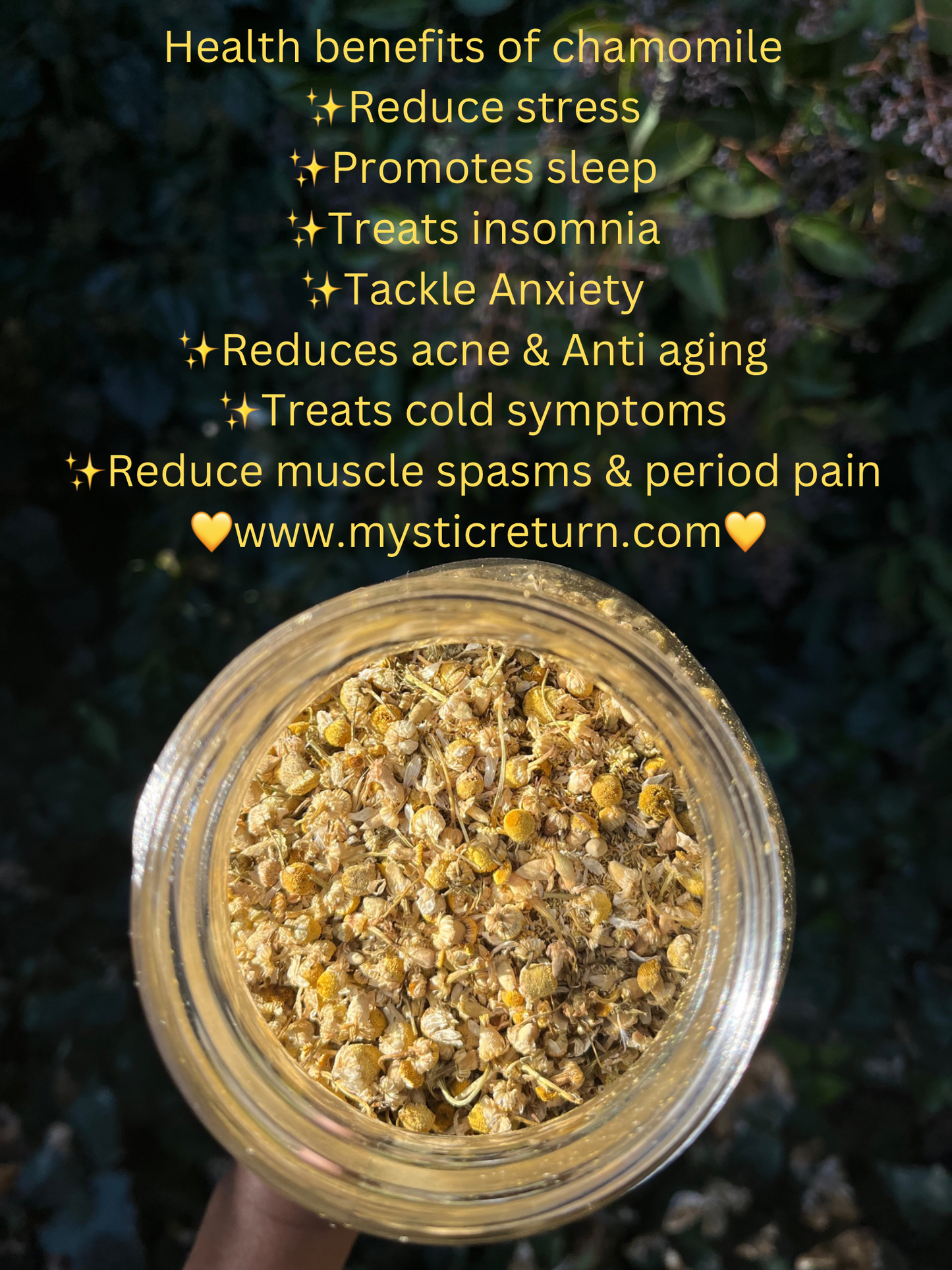 Organic, Wildcrafted Chamomile Tea